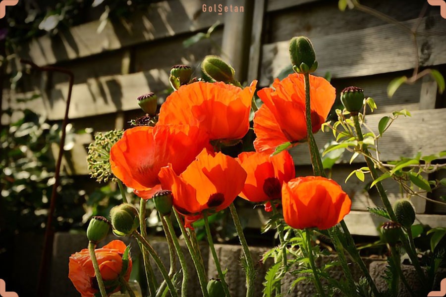 گل زیبا و دوست داشتنی خشخاش زینتی از جمله گیاهان پایا
