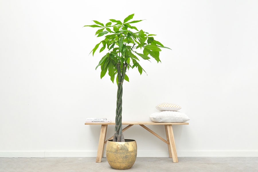 درخت پول یا پاچیرا ، آخرین گزینه از لیست گیاهان مخصوص اتاق خواب