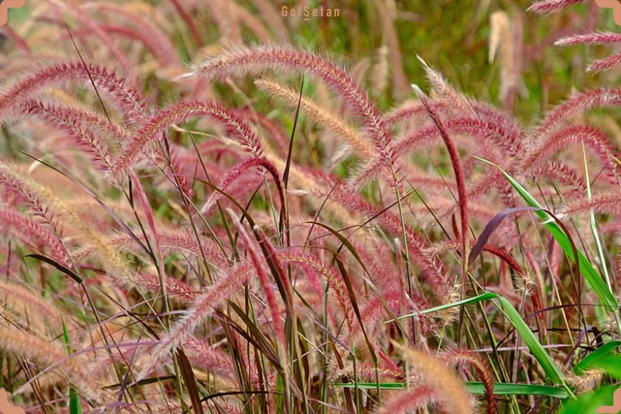 علف آبنمایی از نمای نزدیک