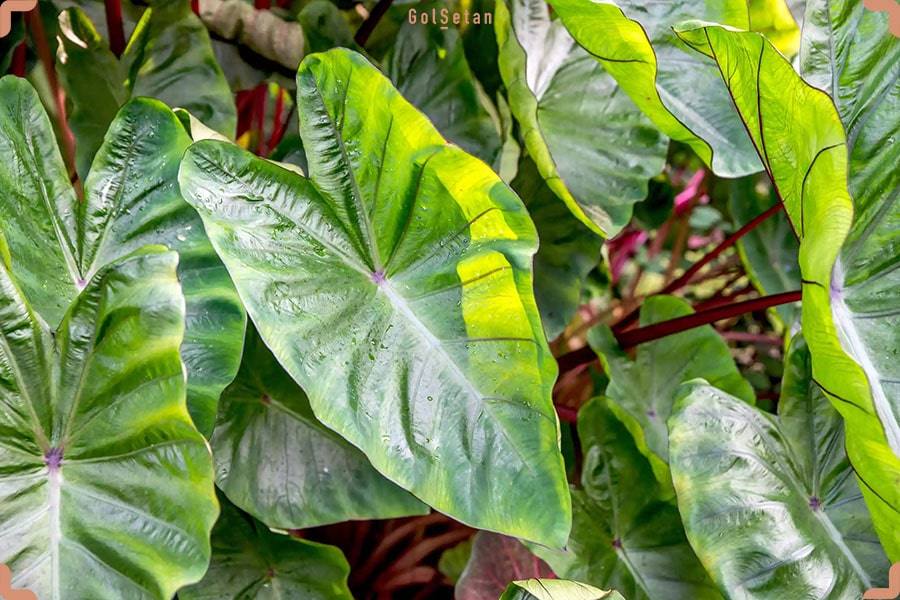گیاه گوش فیل (کالوکازیا) ، اولین گیاه از گیاهان پهن برگ آپارتمانی