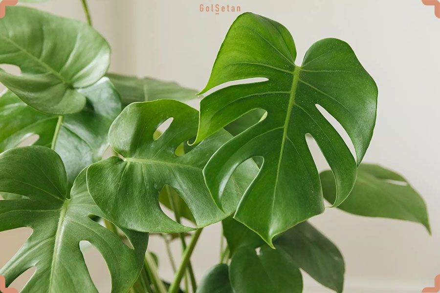 گیاه برگ انجیری ، یکی از زیباترین و لوکس‌ترین گیاهان پهن برگ آپارتمانی