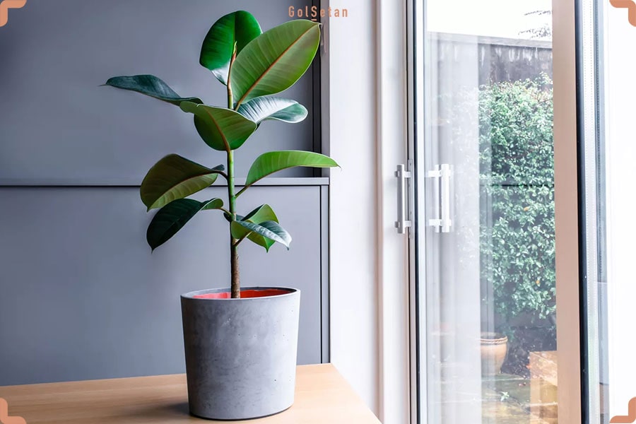 گیاه فیکوس الاستیکا ، از جمله گیاهان پهن برگ آپارتمانی گرمسیری