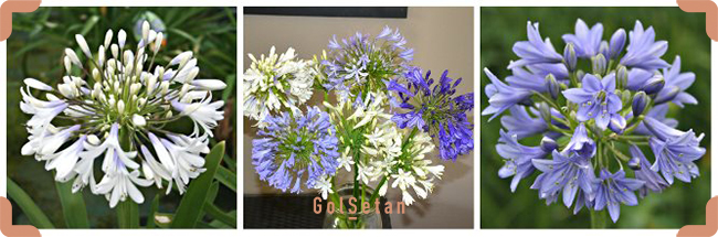 انواع گل سوسن با رنگ های سفید و آبی